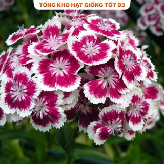 Hạt giống hoa cẩm chướng kép bông to - hàng công ty Loại 1