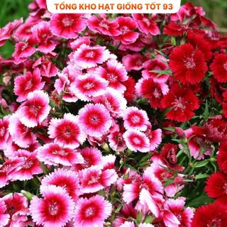 Hạt giống hoa cẩm chướng kép bông to - hàng công ty Loại 1