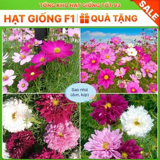 Hạt Giống Hoa Sao Nhái Đẹp Nảy Mầm 100% hàng công ty Loại 1