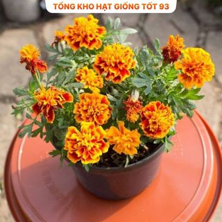 Hạt Giống Hoa Vạn Thọ Pháp Đẹp Tự Nhân Giống hàng công ty loại 1