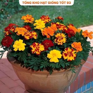 Hạt Giống Hoa Vạn Thọ Pháp Đẹp Tự Nhân Giống hàng công ty loại 1