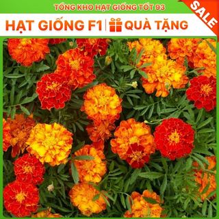 Hạt Giống Hoa Vạn Thọ Pháp Đẹp Tự Nhân Giống hàng công ty loại 1