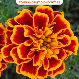 Hạt Giống Hoa Vạn Thọ Pháp Đẹp Tự Nhân Giống hàng công ty loại 1