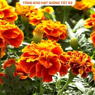 Hạt Giống Hoa Vạn Thọ Pháp Đẹp Tự Nhân Giống hàng công ty loại 1