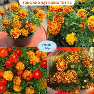 Hạt Giống Hoa Vạn Thọ Pháp Đẹp Tự Nhân Giống hàng công ty loại 1