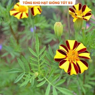 Hạt Giống Hoa Vạn Thọ Sọc hàng công ty Loại 1