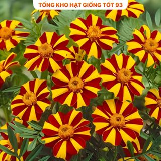 Hạt Giống Hoa Vạn Thọ Sọc hàng công ty Loại 1