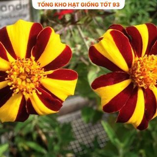 Hạt Giống Hoa Vạn Thọ Sọc hàng công ty Loại 1