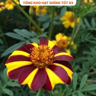 Hạt Giống Hoa Vạn Thọ Sọc hàng công ty Loại 1