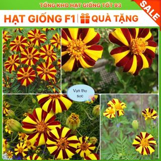 Hạt Giống Hoa Vạn Thọ Sọc hàng công ty Loại 1