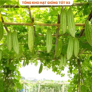 Hạt Giống Mướp Đắng  5 gram hàng công ty Loại 1