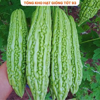 Hạt Giống Mướp Đắng  5 gram hàng công ty Loại 1