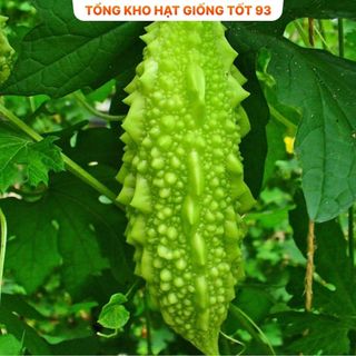Hạt Giống Mướp Đắng  5 gram hàng công ty Loại 1