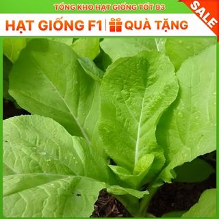 Hạt giống rau cải mơ 20gram năng Suất- hàng công ty Loại 1