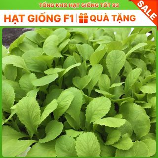 Hạt giống rau cải mơ đăm cao sản hàng công ty Loại 1