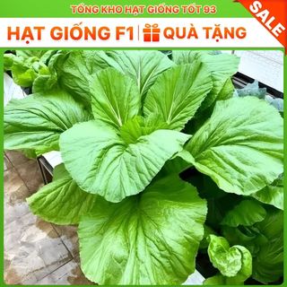 Hạt giống rau canh cải hồng kông 20gram hàng công ty Loại 1
