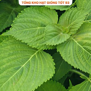 Hạt giống rau kinh giới dễ trồng Hàng Công Ty Loại 1