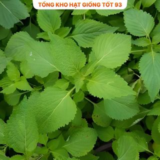 Hạt giống rau kinh giới dễ trồng Hàng Công Ty Loại 1