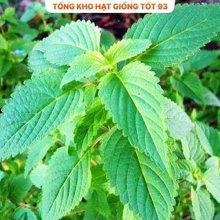 Hạt giống rau kinh giới dễ trồng Hàng Công Ty Loại 1