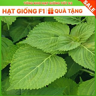 Hạt giống rau kinh giới dễ trồng Hàng Công Ty Loại 1