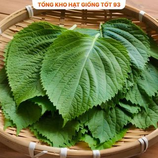Hạt giống rau kinh giới dễ trồng Hàng Công Ty Loại 1