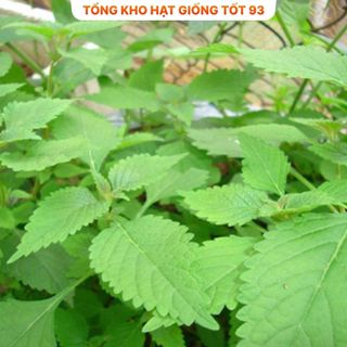 Hạt giống rau kinh giới dễ trồng Hàng Công Ty Loại 1