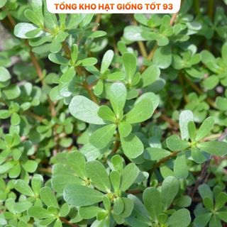 Hạt giống rau sam dễ trồng, lên mầm cao hàng công ty Loại 1
