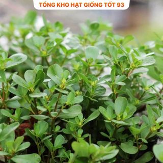 Hạt giống rau sam dễ trồng, lên mầm cao hàng công ty Loại 1