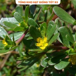Hạt giống rau sam dễ trồng, lên mầm cao hàng công ty Loại 1
