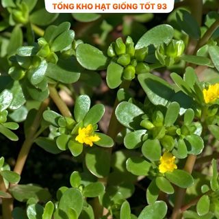 Hạt giống rau sam dễ trồng, lên mầm cao hàng công ty Loại 1