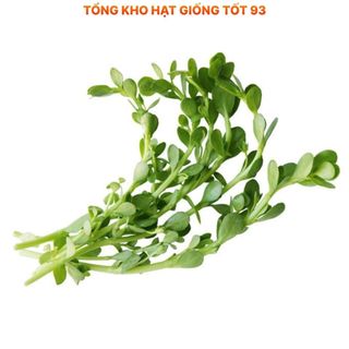 Hạt giống rau sam dễ trồng, lên mầm cao hàng công ty Loại 1