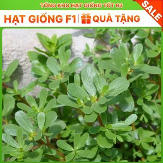 Hạt giống rau sam dễ trồng, lên mầm cao hàng công ty Loại 1