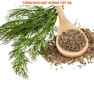 Hạt giống rau thì là 10gr hàng chính hãng- công ty Loại 1