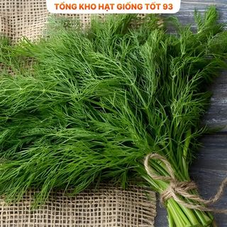 Hạt giống rau thì là 10gr hàng chính hãng- công ty Loại 1