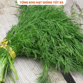 Hạt giống rau thì là 10gr hàng chính hãng- công ty Loại 1