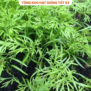 Hạt giống rau thì là 10gr hàng chính hãng- công ty Loại 1