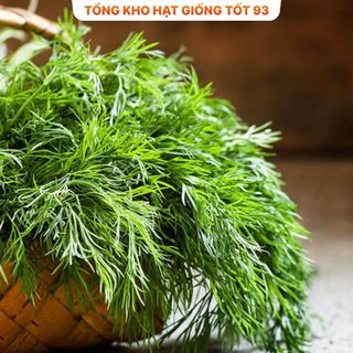 Hạt giống rau thì là 10gr hàng chính hãng- công ty Loại 1