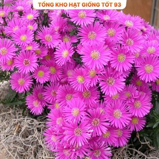 Hạt Giống Hoa Cúc Hà Lan Mix Đủ Màu Lên Mầm Tốt hàng công ty Loại 1