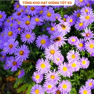 Hạt Giống Hoa Cúc Hà Lan Mix Đủ Màu Lên Mầm Tốt hàng công ty Loại 1