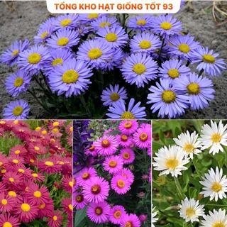 Hạt Giống Hoa Cúc Hà Lan Mix Đủ Màu Lên Mầm Tốt hàng công ty Loại 1
