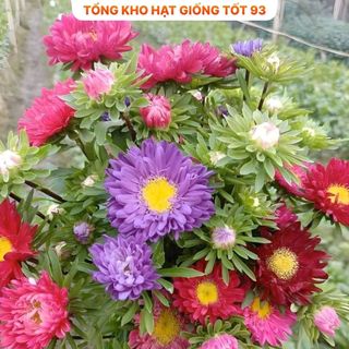 Hạt Giống Hoa Cúc Hà Lan Mix Đủ Màu Lên Mầm Tốt hàng công ty Loại 1