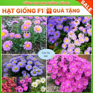 Hạt Giống Hoa Cúc Hà Lan Mix Đủ Màu Lên Mầm Tốt hàng công ty Loại 1