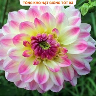 Hạt Giống Hoa Thược Dược Siêu To Mix Đủ Màu hàng công ty Loại 1
