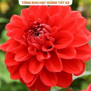 Hạt Giống Hoa Thược Dược Siêu To Mix Đủ Màu hàng công ty Loại 1