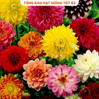 Hạt Giống Hoa Thược Dược Siêu To Mix Đủ Màu hàng công ty Loại 1