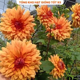 Hạt Giống Hoa Thược Dược Siêu To Mix Đủ Màu hàng công ty Loại 1