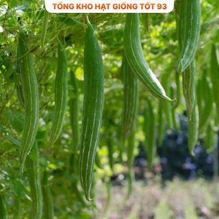 Hạt giống Mướp nhật (lặc lè) năng suất- hàng công ty Loại 1