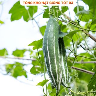 Hạt giống Mướp nhật (lặc lè) năng suất- hàng công ty Loại 1