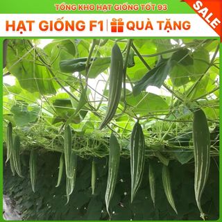 Hạt giống Mướp nhật (lặc lè) năng suất- hàng công ty Loại 1