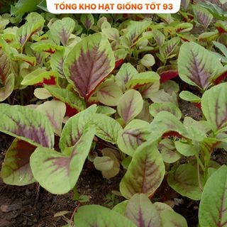 Hạt giống rau dền khoang hàng năng suất cao, công ty loại 1